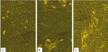 microscopy