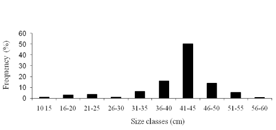 Size