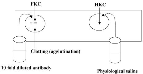 agglutination