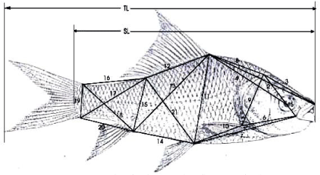 Morphometric