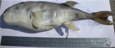 luslunaris