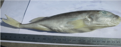 vermicularis