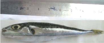 Lagocephalus