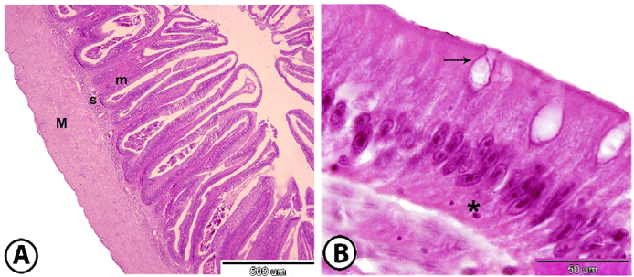 Histological