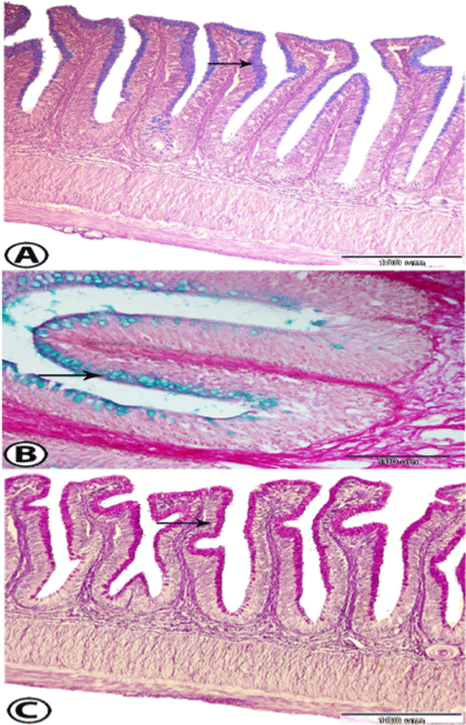 Histochemical