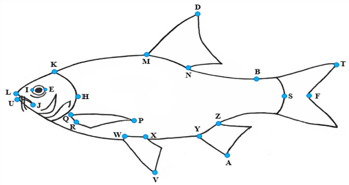 Morphometric