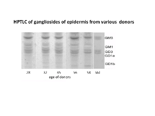 gangliosides