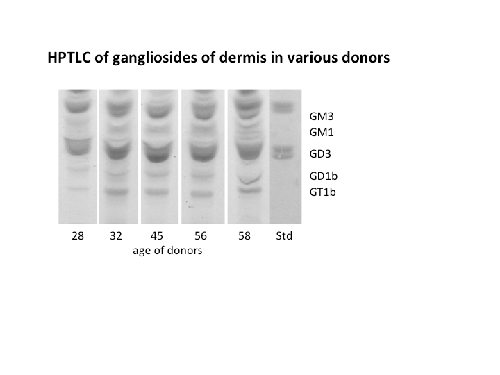 gangliosides
