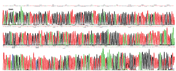 methylation