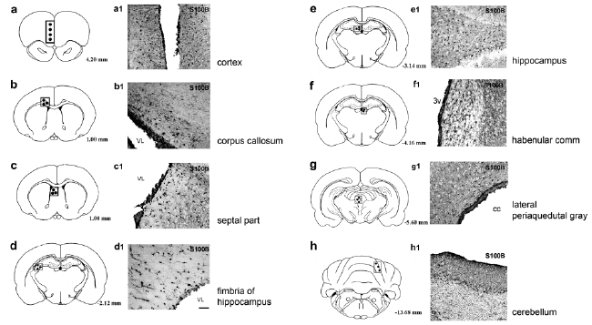 Bright-field photomicrographs
