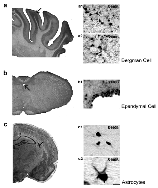 cortex of Wistar rats