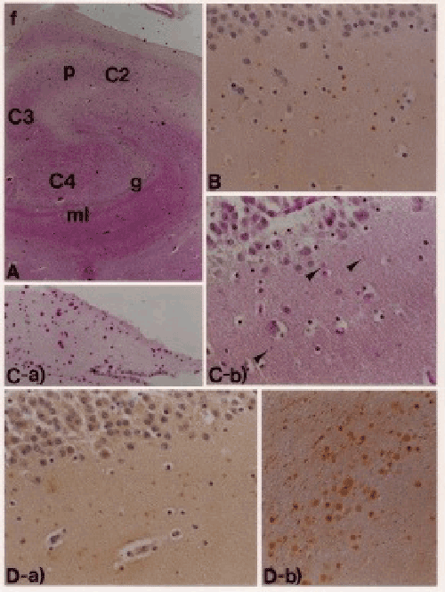 hippocampal formation
