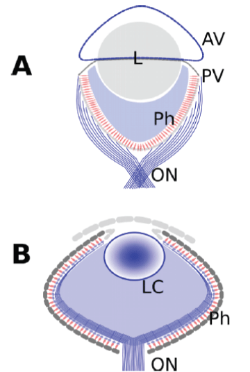 epithelial