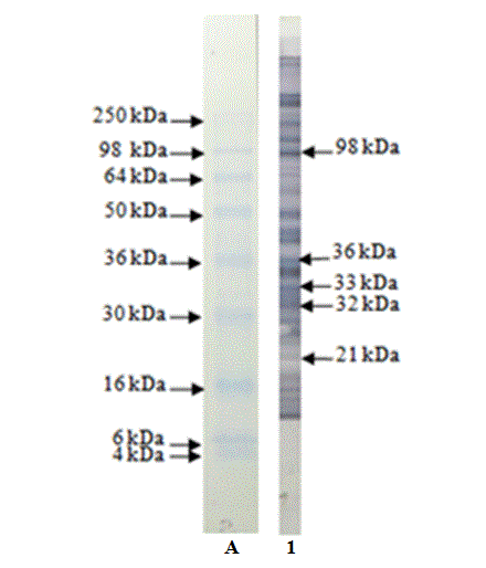 serum