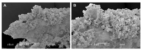 Biofilms
