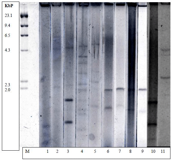Plasmid