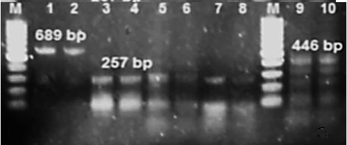 Ethidium