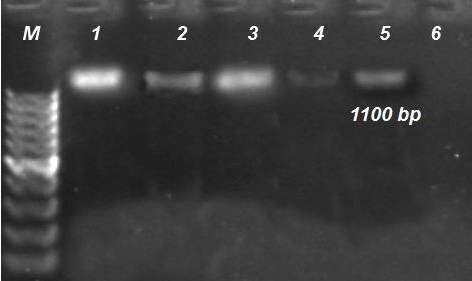 Agarose