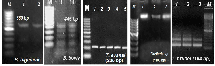 electrophoresis