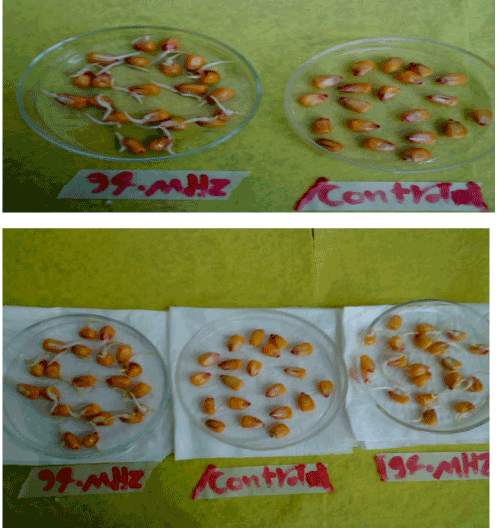 germination