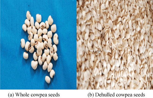 Cowpea