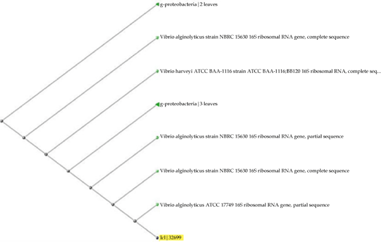 Phylogenetic