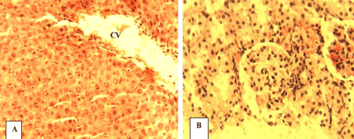 hepatocytes