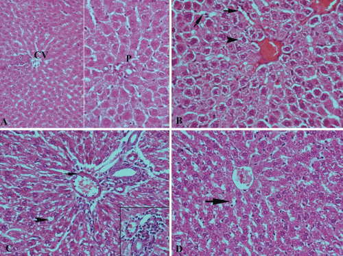 photomicrograph