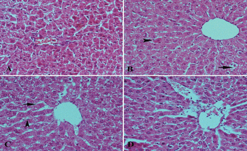 photomicrograph