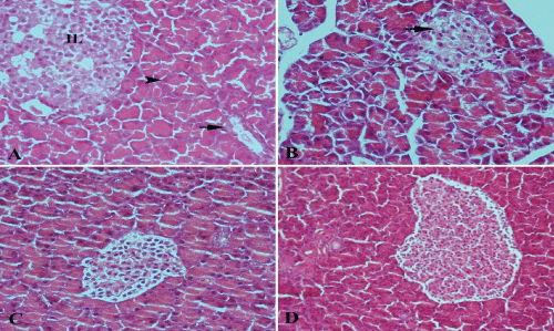 photomicrograph