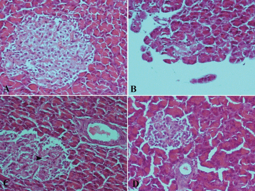 photomicrograph