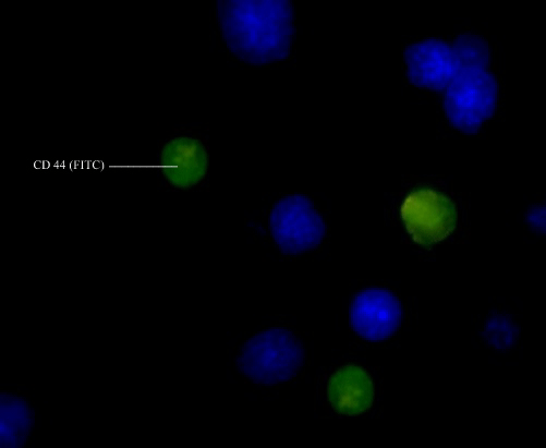 Immunofluorescence