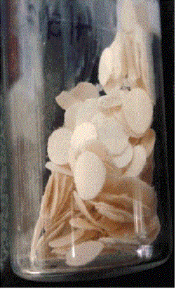 preserved