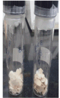 preserved