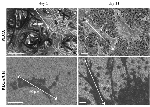 nanofibers