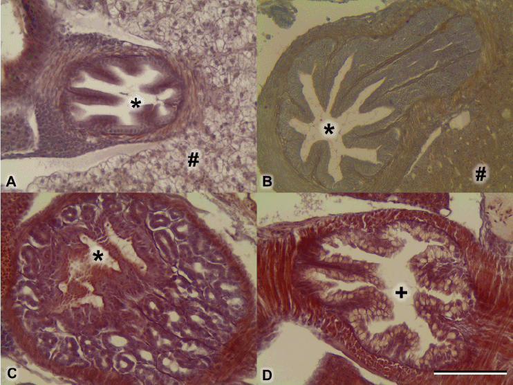 esophagus