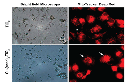 Mitochondrial