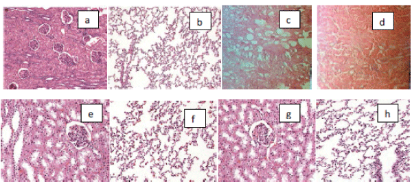 Photomicrograph