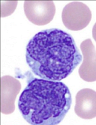 mononuclear