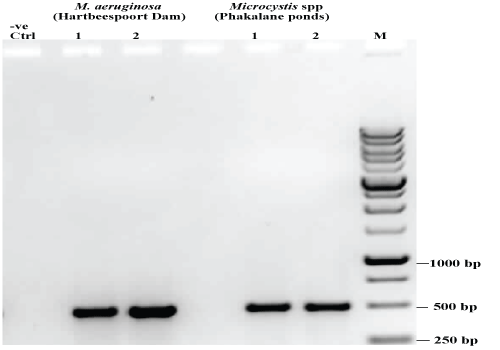 agarose