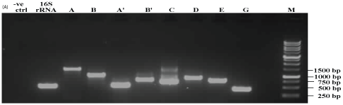 agarose