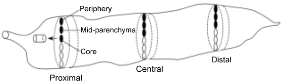Longitudinal