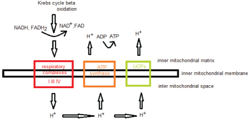 metabolic
