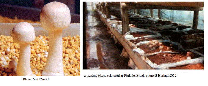 Agaricus