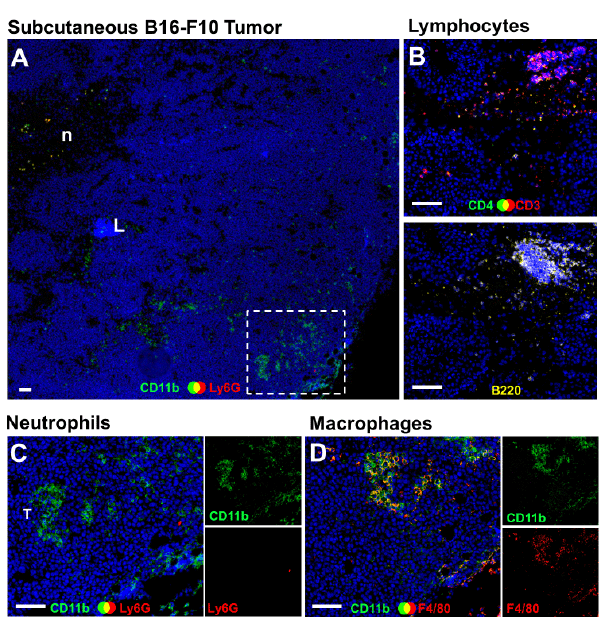 Macrophage