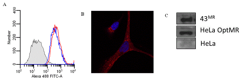 transfection