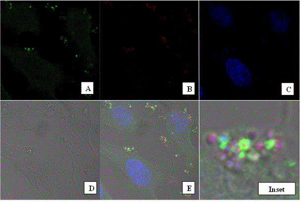 Staphylococcus