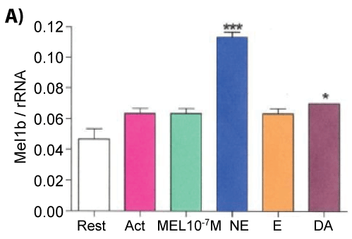 melatonin