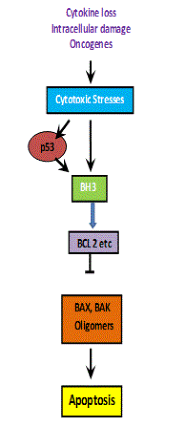 Apoptosis