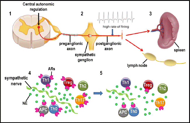 neurotransmission